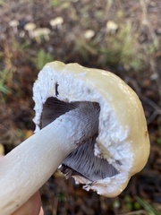 Stropharia ambigua