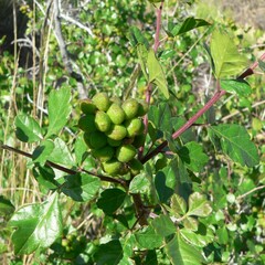 Rhus trilobata