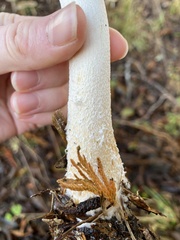 Stropharia ambigua