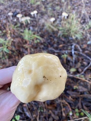 Stropharia ambigua