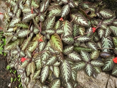 Episcia