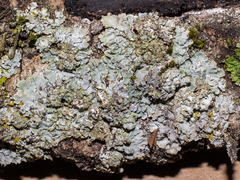 Physconia enteroxantha