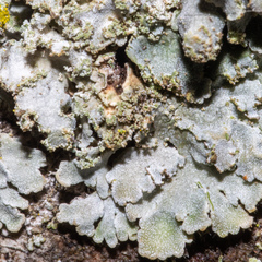 Physconia enteroxantha