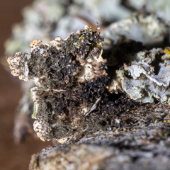 Physconia enteroxantha