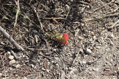 Castilleja affinis