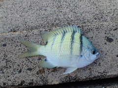 Abudefduf abdominalis