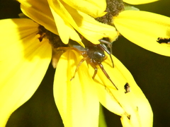 Trachelidae