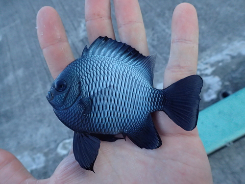 Hawaiian dascyllus (Dascyllus albisella) — Pomacentridae — 2