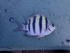 Abudefduf abdominalis