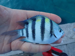 Abudefduf abdominalis