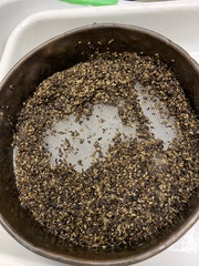 Zostera