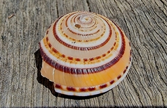 Architectonica