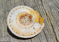 Architectonica