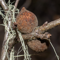 Disholcaspis simulata