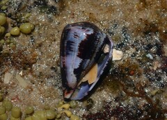 Conus papilliferus