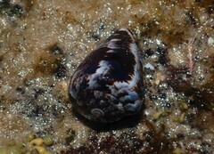 Conus papilliferus