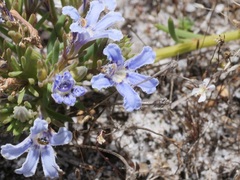Lechenaultia expansa