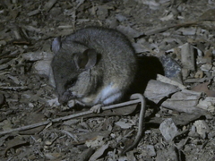 Peromyscus californicus