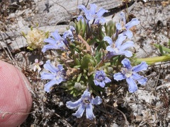 Lechenaultia expansa