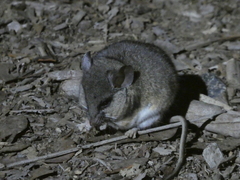 Peromyscus californicus