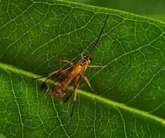 Echthromorpha agrestoria
