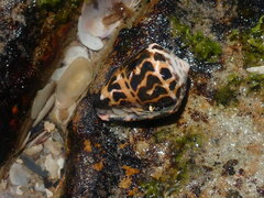 Conus ebraeus