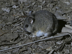 Peromyscus californicus
