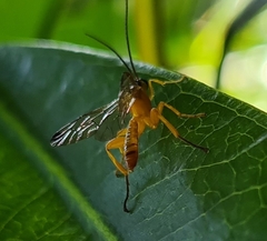 Echthromorpha agrestoria