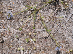 Lechenaultia expansa