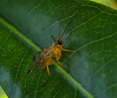 Echthromorpha agrestoria