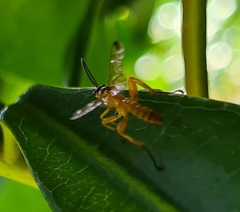 Echthromorpha agrestoria