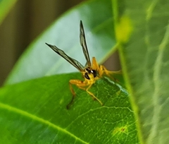 Echthromorpha agrestoria
