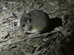 Peromyscus californicus