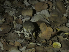 Peromyscus californicus