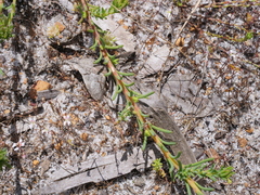 Lechenaultia expansa