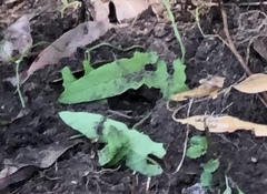 Convolvulus erubescens