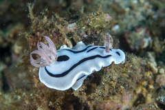 Chromodoris willani