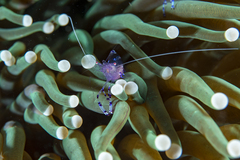 Ancylomenes sarasvati