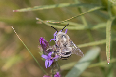 Anthophora