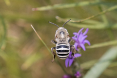 Anthophora