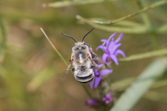 Anthophora
