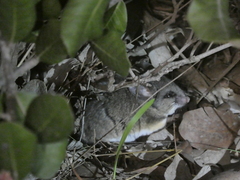 Peromyscus californicus