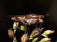 Dichetophora