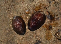 Monetaria caputserpentis