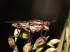 Dichetophora