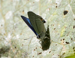 Hypolycaena erylus