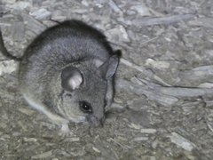 Peromyscus californicus