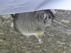 Peromyscus californicus