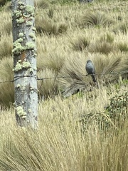 Geospizopsis unicolor