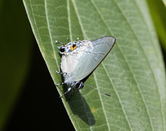 Hypolycaena erylus